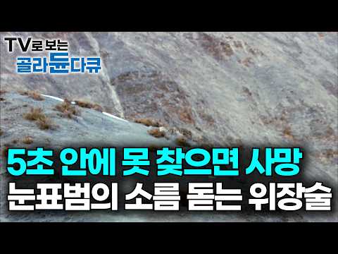 5초 안에 못 찾을 시 사망. 히말라야 최상위 포식자의 실체｜외국 방송도 포기했다. 눈표범 추적해 봤더니｜문명과 단절된 채 살아가는 히말라야 사람들｜다큐프라임｜#골라듄다큐 thumbnail
