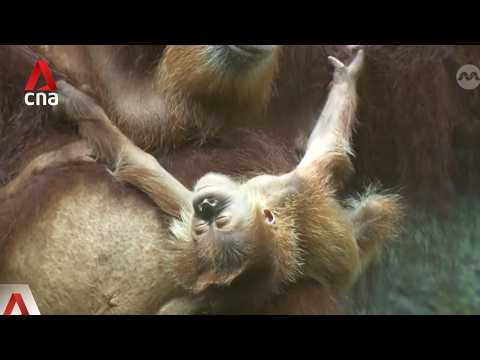 Singapore Zoo welcomes baby orangutan born via artificial insemination thumbnail