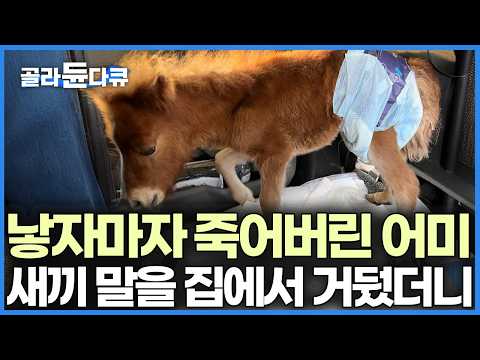우연히 생긴 말 한 마리로 시작해 동물만 30마리를 키우는 집, 그렇게 데려온 말이 어느덧 커서 새끼를 낳는 날｜한국기행｜#골라듄다큐 thumbnail