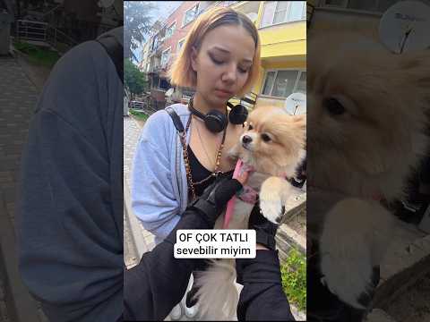 köpecikk                  #köpek #evcilhayvan #dji #dog #sevimli #bajaj #dominar #250 thumbnail