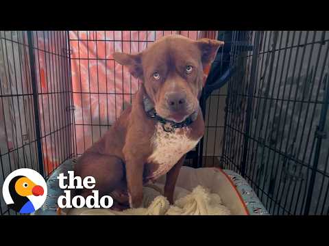 The Rescue Community Saves This Sick Pittie — Twice | The Dodo thumbnail