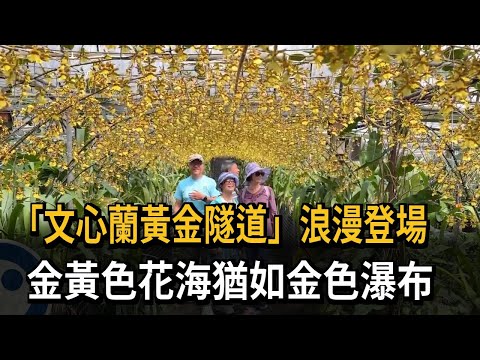 「文心蘭黃金隧道」浪漫登場　金黃色花海猶如金色瀑布－民視新聞 thumbnail