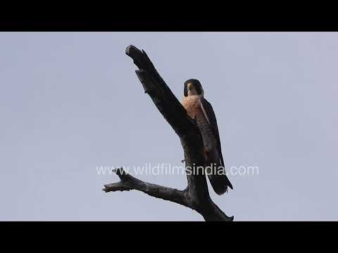 Indian Peregrine Falcon or Shaheen Falcon perched at wildfilmsindia Jabbarkhet around Mussoorie thumbnail