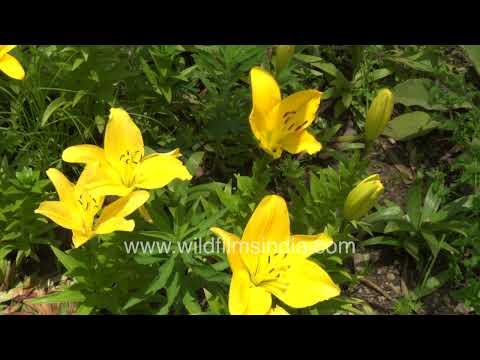 Bright yellow Asiatic Lilies blooming among fresh green buds in a sunlit garden bed thumbnail