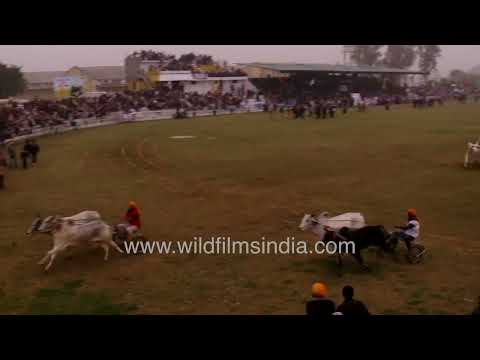 Bullock cart race at the Kila Raipur Rural Olympics thumbnail