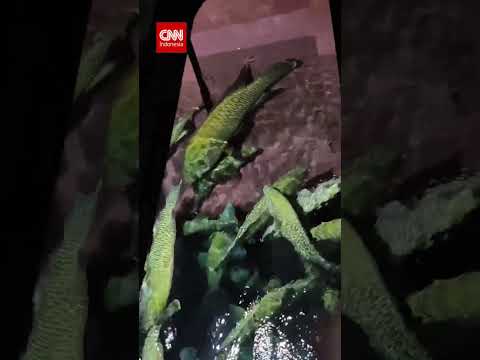 Ini Wujud Ikan Napoleon yang Diamankan KKP, Harganya Jutaan thumbnail
