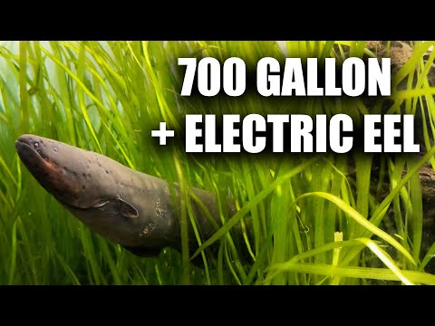 700 Gallon aquarium and my electric eel thumbnail