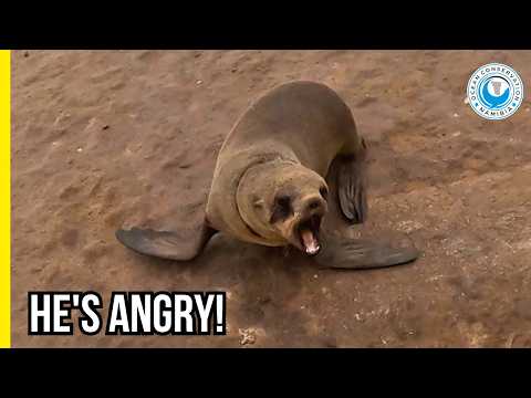 Warrior Seal Fights for His Life Against Plastic thumbnail