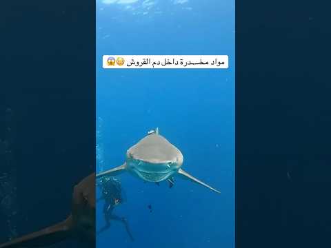 صدمة علمية القروش تحت تأثير المخدرات 😳😱 thumbnail