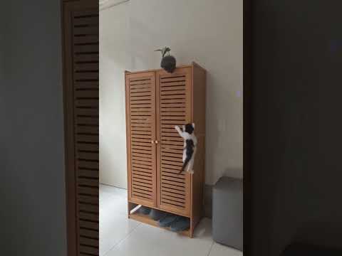 Watch these two kittens defy the odds #duet #kittens #kittenshorts thumbnail