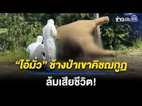 ผ่าพิสูจน์ “ไอ้มั่ว” พบถูกไฟฟ้าดูด l ข่าวเที่ยงเวิร์คพอยท์ l 26 พ.ค. 69 thumbnail