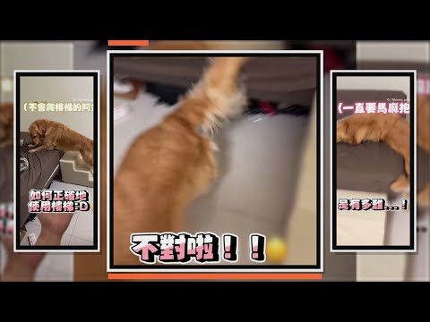 阿金學不會爬樓梯　主人教到心很累XD thumbnail