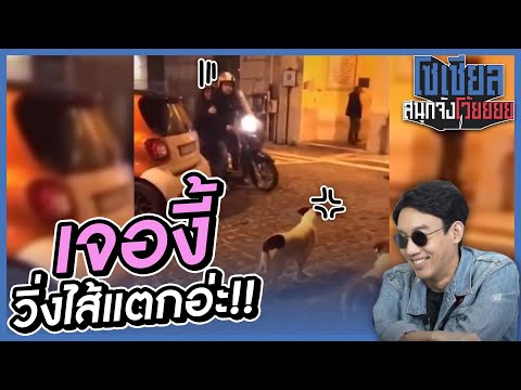 เจ้าถิ่นที่โคตรโหด..วิ่งหนีแทบไม่รอด!! : โซเชียลสนุกจังโว้ย I VRZO thumbnail