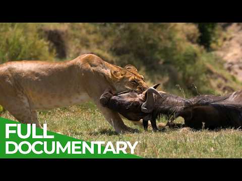 Challenge of the Savannah | Free Documentary Nature thumbnail