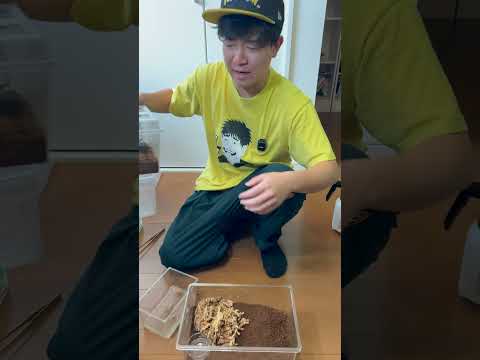 超危険なオオムカデが脱走してしまいました！！！！ thumbnail