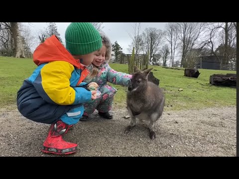 Should We Get A New Pet?? Come On Holiday Part 2 thumbnail