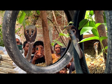 ऐसे वीडियो को पूरा जरूर देखिए, घर में एसे स्थान पर कोबरा छिपा था जिसे देखकर होश उड़ गए!?Snake Rescue thumbnail