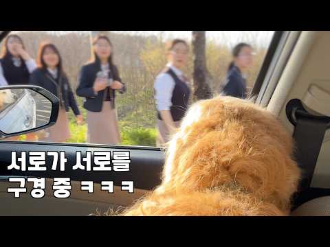 40만 유튜버 리트리버가 벚꽃놀이 갔을 때 사람들 반응 ㅋㅋㅋ thumbnail
