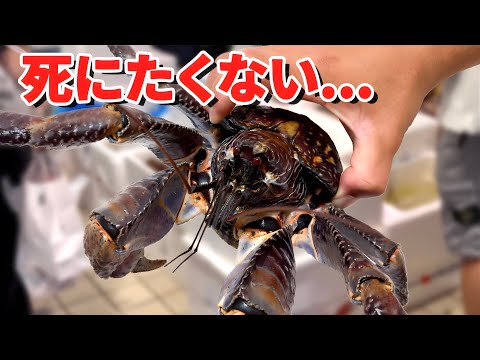 スーパーにいた世界一危険な生き物を飼育してみると… thumbnail