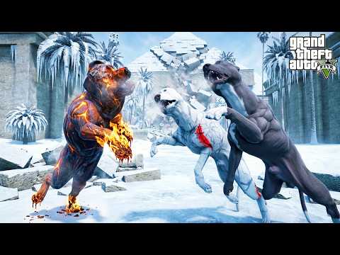 YAVRU PİTBULL KARABELA NE YAPTIN SEN! SON DÖVÜŞ! - GTA 5 thumbnail