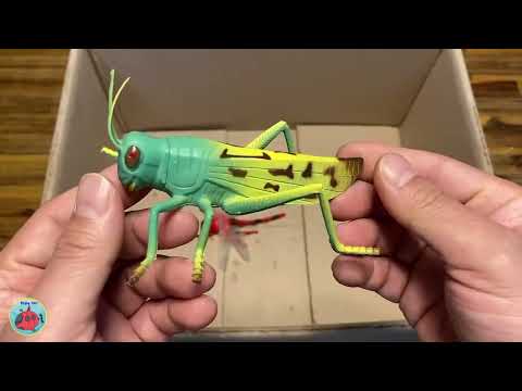 Let's match the name and shape of the insect I 곤충에 맞는 이름을 맞춰볼까요? thumbnail