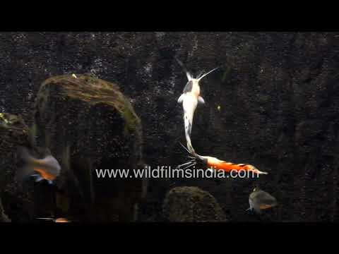 Sun Catfish and Blue Mahseer in a freshwater aquarium in Mumbai thumbnail