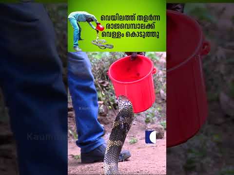 വെയിലത്ത് തളർന്ന രാജവെമ്പാലക്ക് വെള്ളം കൊടുത്തു #snakemaster #vavasuresh #kingcobra thumbnail