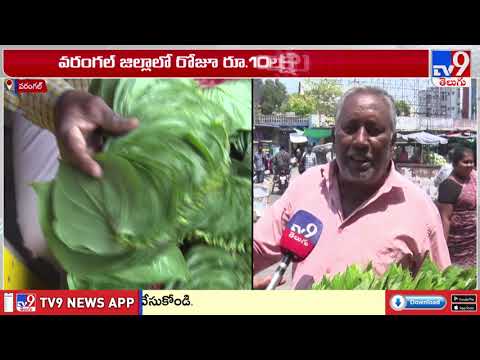 Betel Leaf Prices Skyrocket in Telugu States | అమాంతం పెరిగిన తమలపాకుల ధరలు - TV9 thumbnail