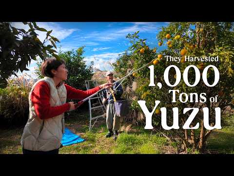 It’s Yuzu Harvest Season in Japan’s Most Famous Organic Yuzu Village thumbnail