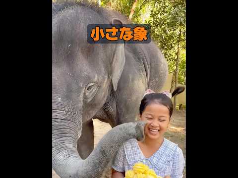 象はどれくらい賢いのか？ #animals #動物プロダクション #動物 #癒し #自然 thumbnail