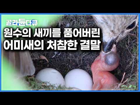 ‘그저 모성애였다’ 둥지에서 아무것도 모른 채, 자기 새끼와 함께 품은 원수의 알 그리고 부화한 뒤 생긴 처참한 일｜다큐프라임｜#골라듄다큐 thumbnail