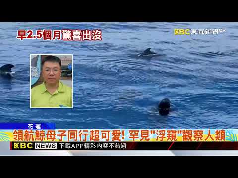50隻領航鯨提早現蹤花蓮外海！ 賞鯨客嗨翻@newsebc thumbnail