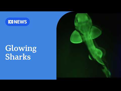 Glowing swell shark captured by Australian filmmakers in 'world first' | ABC NEWS thumbnail
