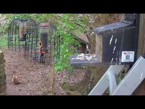 More Live Nature Live Stream thumbnail
