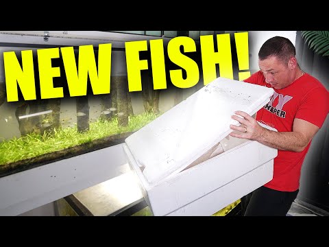 Unboxing my NEW FISH! for planted aquariums the king of DIY thumbnail