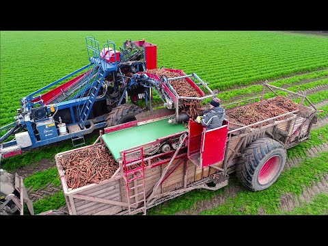 Harvesting Carrots | Fendt 516 w/ Asalift 2-row sharelifter | Samon Box Carts | de Zeeuw thumbnail