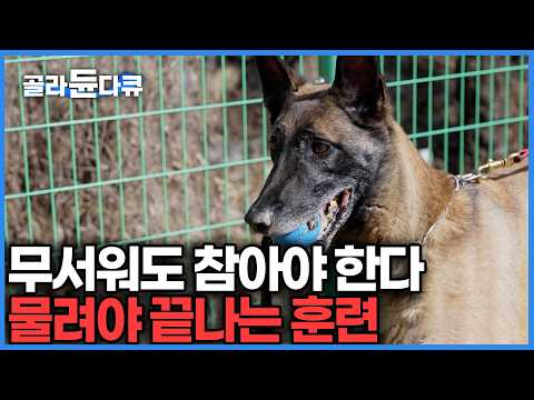 "솔직히 저도 무섭습니다" 전속력으로 달려오는 맹견 앞에서도 절대 팔을 내리지 않는 훈련사들의 독한 수업｜반려견 훈련소 24시｜극한직업｜#골라듄다큐 thumbnail