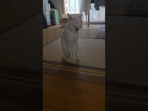 今のシロ。　 #保護猫 #猫のいる暮らし #猫 thumbnail