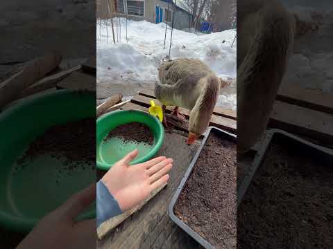 Наглянула проверка😱 thumbnail