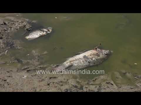 Mass fish die-off at Sanjay Lake during Delhi's 2026 heatwave thumbnail