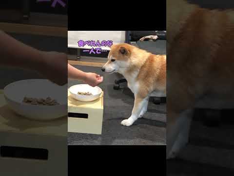 最愛の姉犬こまめが虹の橋へ…残された妹犬の想い #柴犬 #shibainunoticias thumbnail