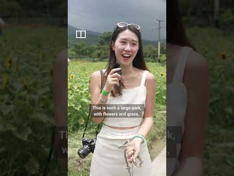 Hongkongers rush to sunflower garden as eviction looms thumbnail