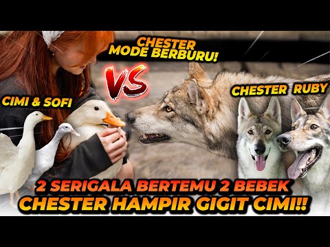 2 SERIGALA VS 2 BEBEK! FELICIWA RELA JIKA BEBEKNYA DIMAKAN CHESTER?! thumbnail