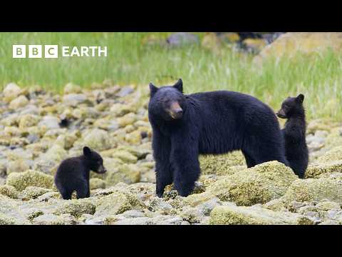 Travel to the Seven Continents of Our Incredible World | 4K UHD | BBC Earth thumbnail