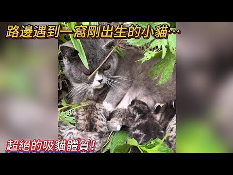 超絕吸貓體質！出門就撿到一窩貓💥❗ 貓媽超級粘人… thumbnail