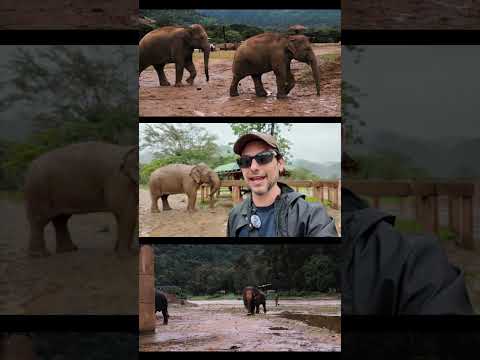 IMPORTANTE si viajas  a #Tailandia a ver elefantes #axm #alanxelmundo #axmtailandia thumbnail