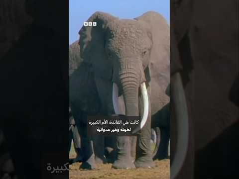 دراسة علمية غيّرت فهم سلوك الفيلة في مشروع أمبوسيلي thumbnail