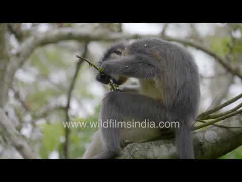 A troop of Capped Langur and a giant squirrel in Gorumara National Park thumbnail
