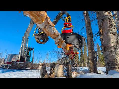 Building a Custom Boom for My Excavator to Run a Harvester Head Cutting Birch thumbnail