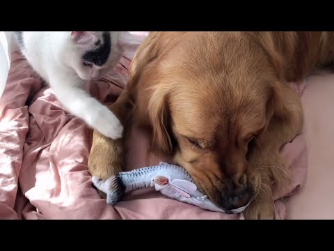 Floppy Fish Dog Toy - Realistic Interactive Funny Dog Toy thumbnail